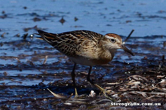 sharp-tailed-sandpiper-breeding-02