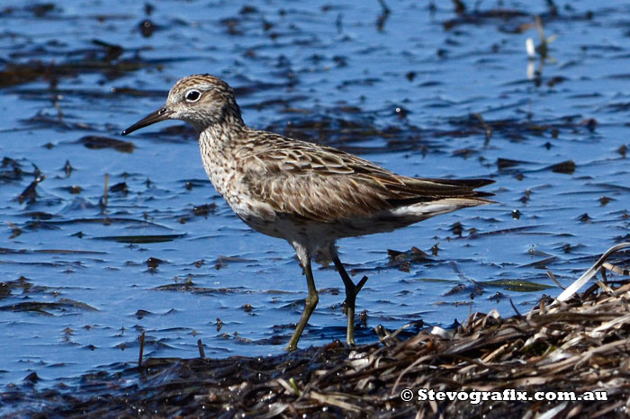 sharp-tailed-sandpiper-non-breeding-01