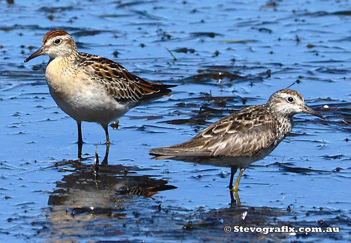 sharp-tailed-sandpipers-05