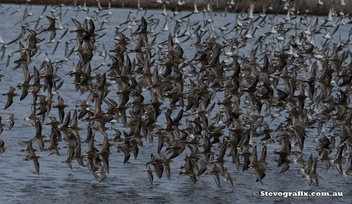 sharp-tailed-sandpipers-flight-38720