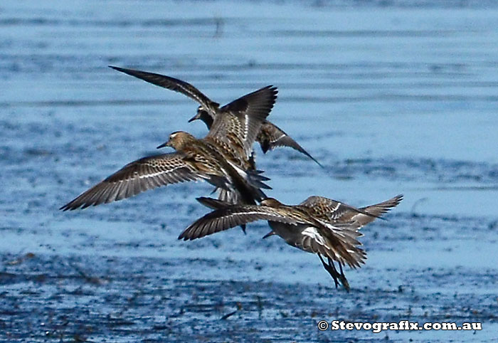 sharp-tailed-sandpipers-flying