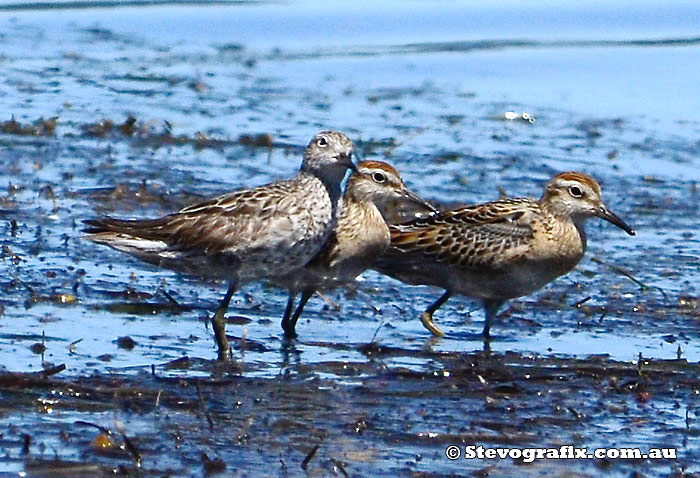 sharp-tailed-sandpipers-group-shot