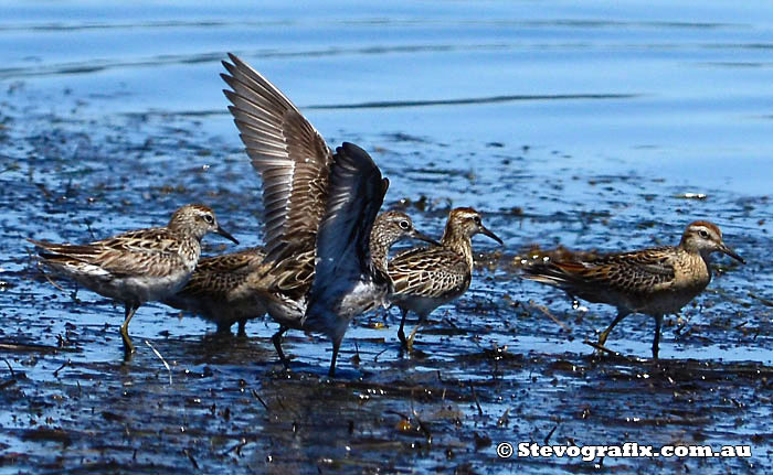 sharp-tailed-sandpipers