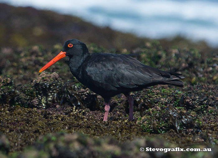 sooty-oystercatcher-22176