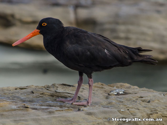 sooty-oystercatcher-29905