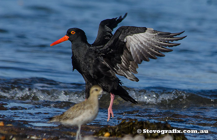 sooty-oystercatcher-45494