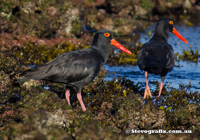 sooty-oystercatchers-11022