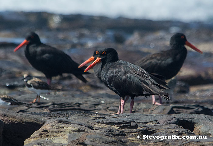 sooty-oystercatchers-19527