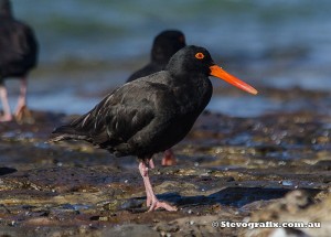 sooty-oystercatchers-45401