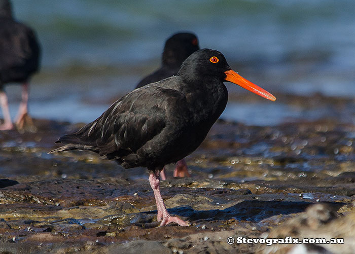 sooty-oystercatchers-45401