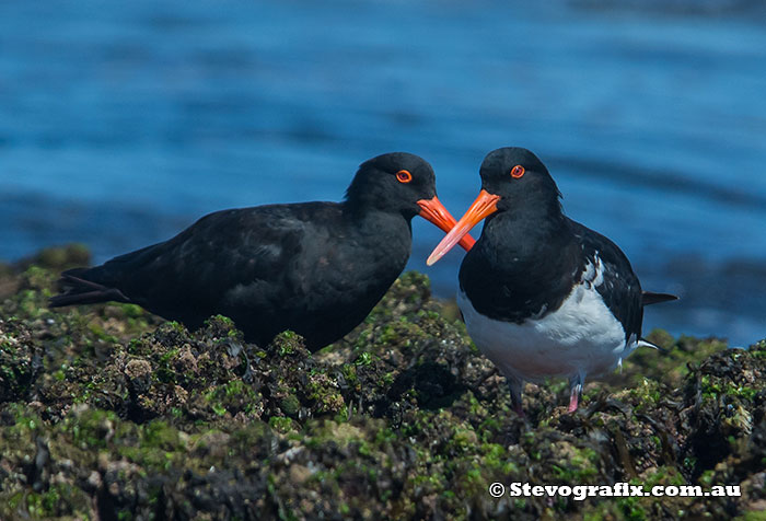 sooty-&-pied-oystercatcher-22197