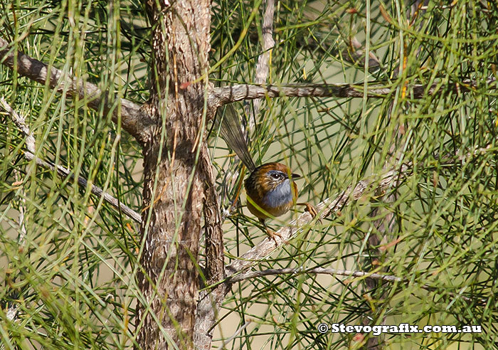 southern-emu-wren-13581