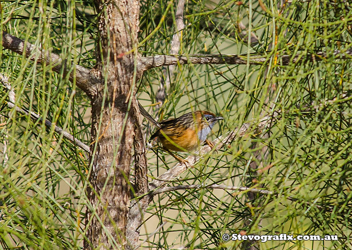 southern-emu-wren-13582