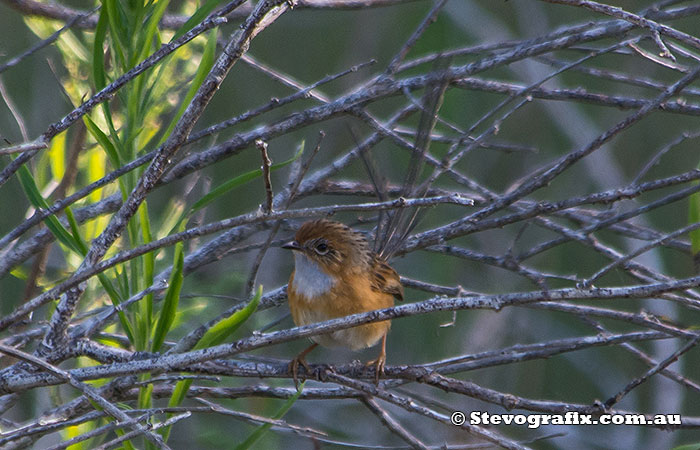 southern-emu-wren--19910