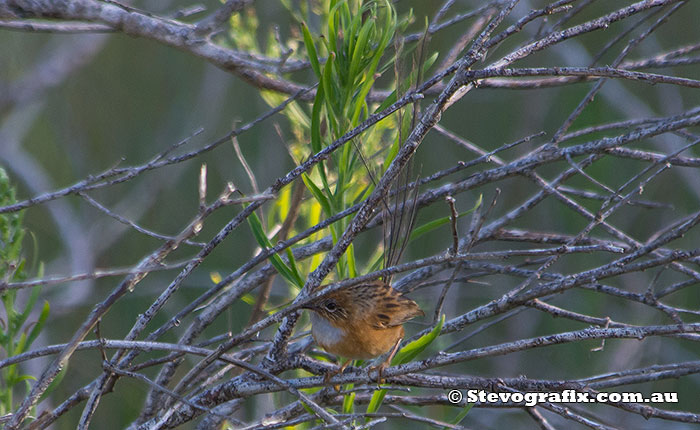 southern-emu-wren--19911