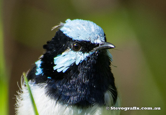 superb-fairy-wren-2616