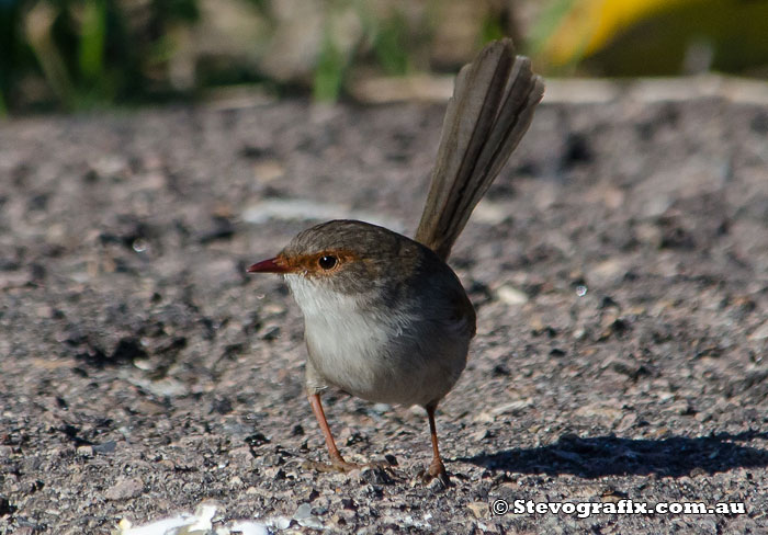 superb-fairy-wren-50097