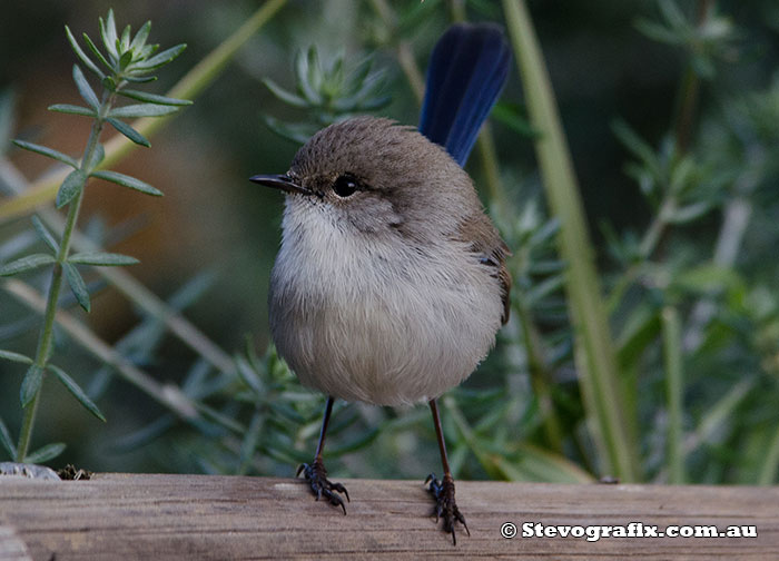 superb-fairy-wren-52111