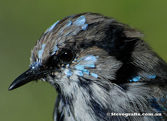 superb-fairy-wren-close-1587