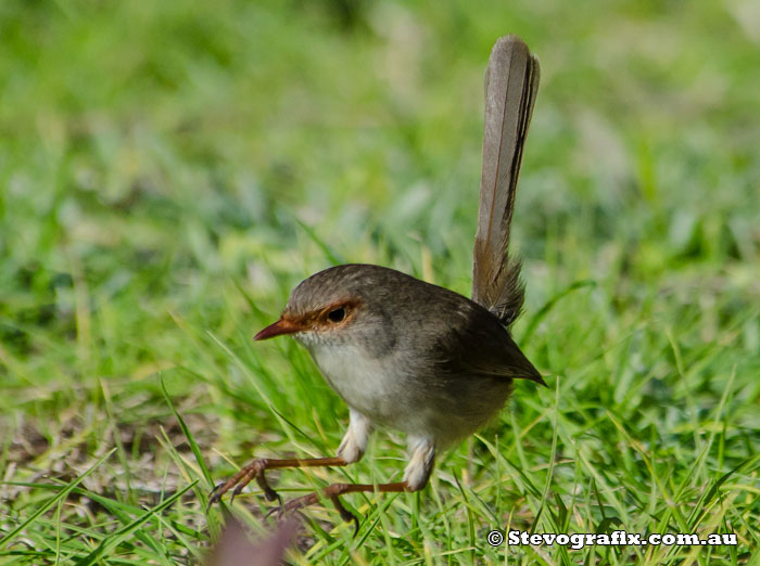 superb-fairy-wren-female-hop-50113