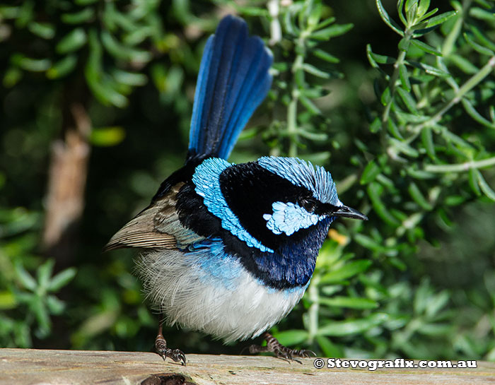 superb-fairy-wren-male-1780