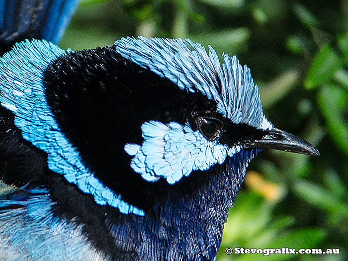 superb-fairy-wren-male-close-1780