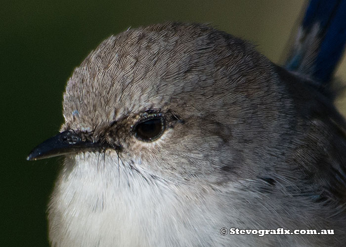 superb-fairy-wren-male-ecp-close-0009