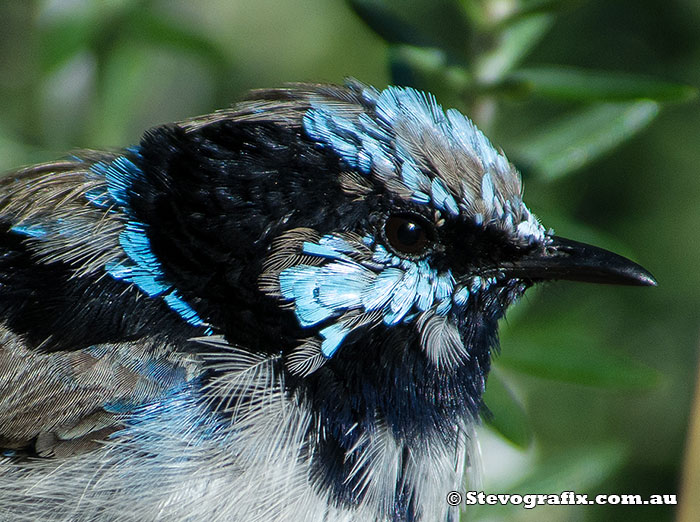 superb-fairy-wren-male-ecp-close-1746