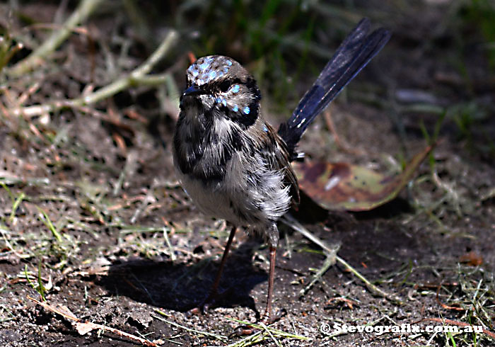 superb-fairy-wren-male-molt-1