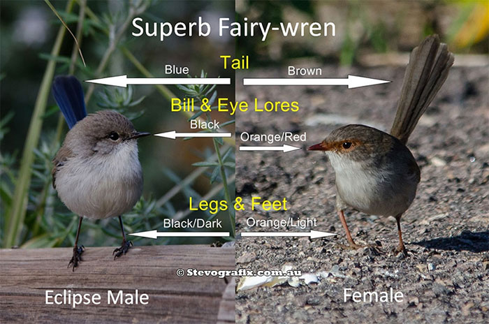 superb-fairy-wrens-described