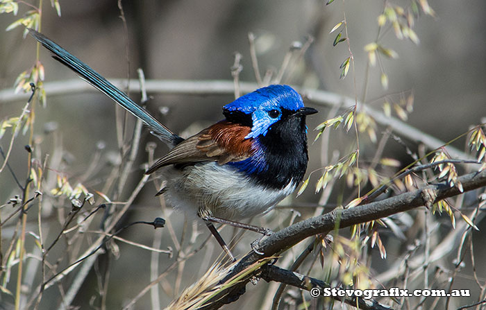 variegated-fairy-wren-9346