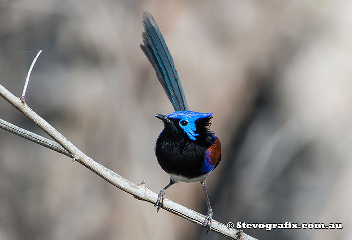 variegated-fairy-wren-9351