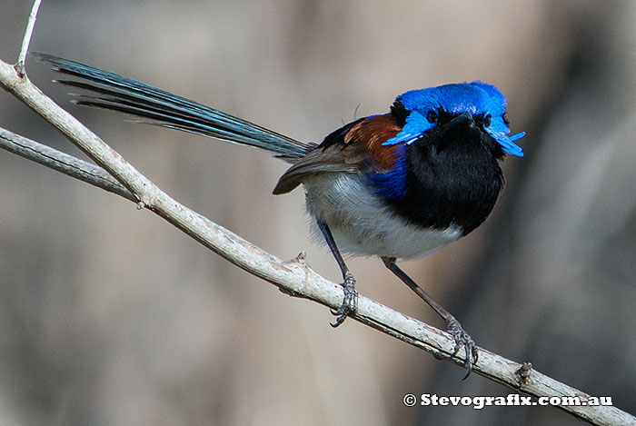 variegated-fairy-wren-9357