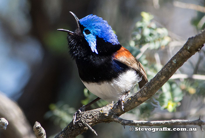 variegated-fairy-wren-9442