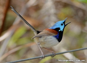 varigated-fairy-wren-calling-01