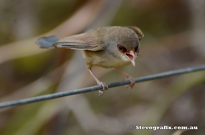 varigated-fairy-wren-calling-female-01