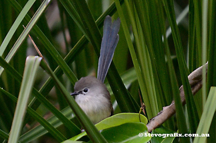 varigated-wren-eclipse