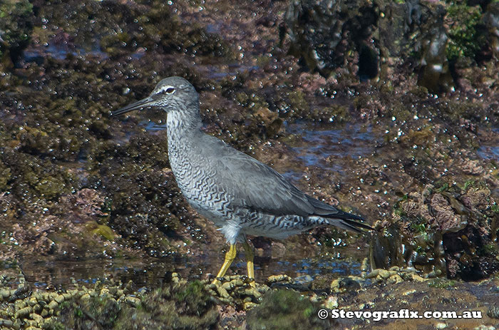 wandering-tattler-22710