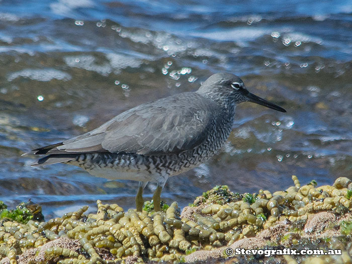 wandering-tattler-23568