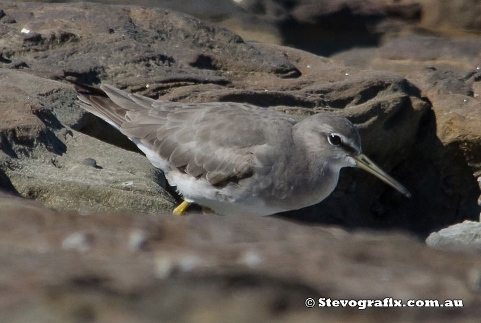 wandering-tattler-40068