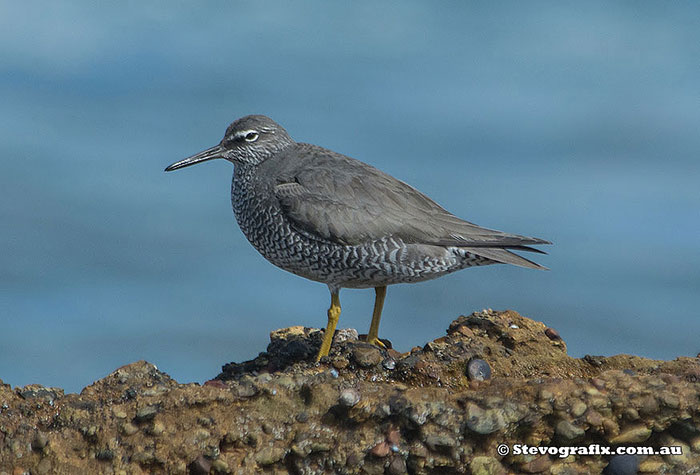 wandering-tattler-40673