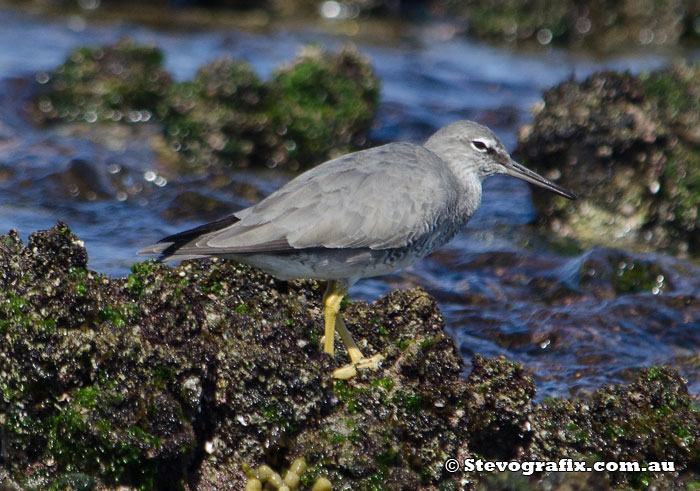 wandering-tattler-41829