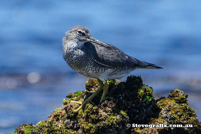 wandering-tattler-42685