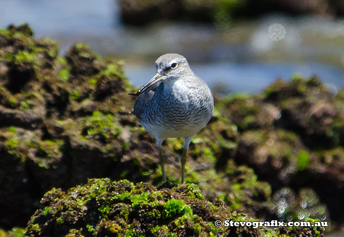 wandering-tattler-42702