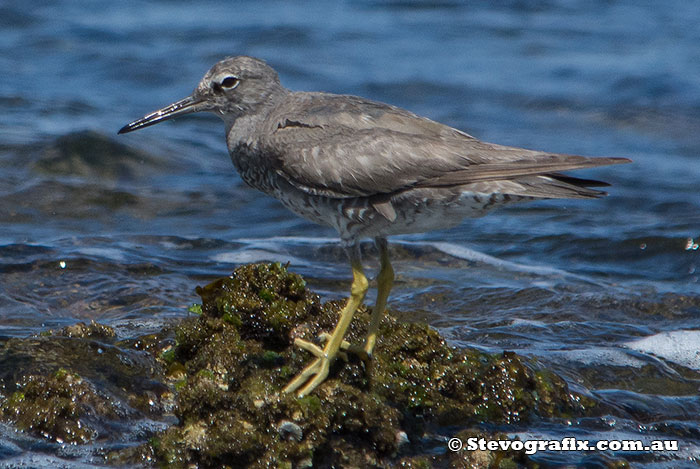 wandering-tattler-6680