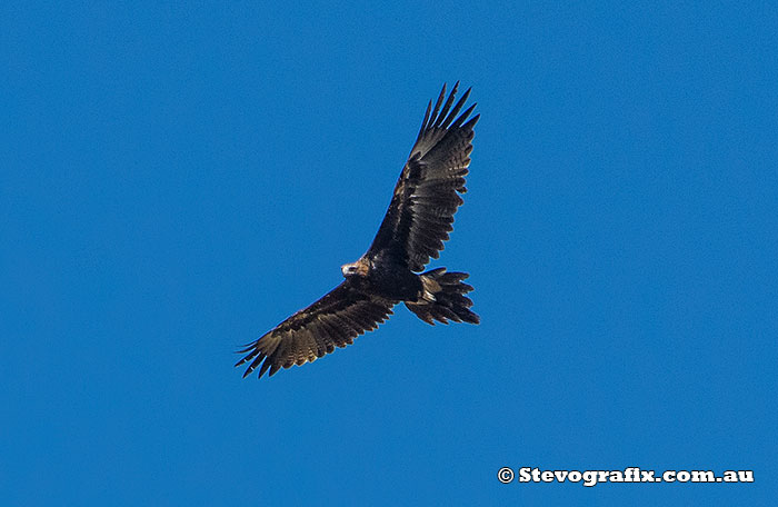 wedge-tailed-eagle-35298