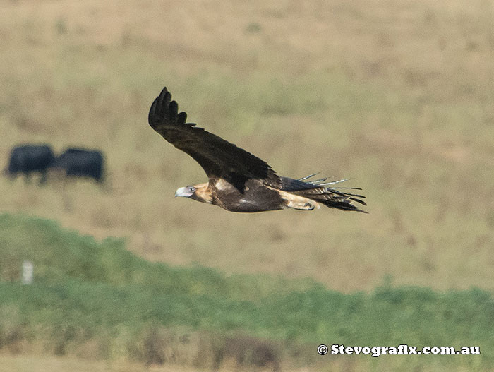 wedge-tailed-eagle-39034